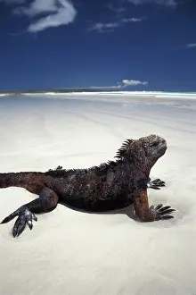 Iguanas: Marine Iguana