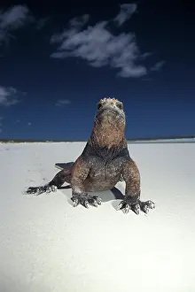 Iguanas: Marine Iguana