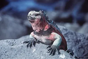 Iguana: MARINE IGUANA