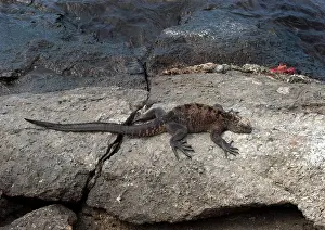 Plaza: Marine Iguana (Amblyrhynchus cristatus)