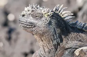 Galapagos: Marine iguana (Amblyrhynchus cristatus) cristatus
