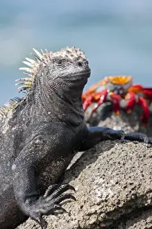 Galapagos: Marine iguana (Amblyrhynchus cristatus) cristatus