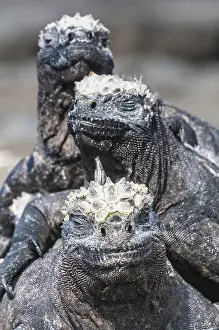 Galapagos: Marine iguana (Amblyrhynchus cristatus) cristatus