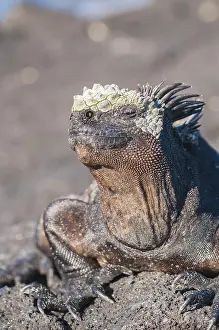 Galapagos: Marine iguana (Amblyrhynchus cristatus) cristatus