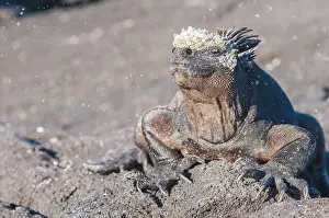 Galapagos: Marine iguana (Amblyrhynchus cristatus) cristatus