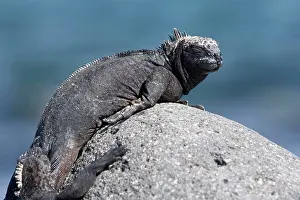 Iguanas: Marine Iguana Amblyrhynchus cristatus Endangered IUCN North