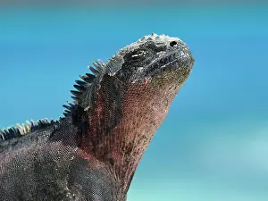 Amblyrhynchus: Marine iguana (Amblyrhynchus cristatus), Iguana
