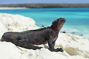 Amblyrhynchus: Marine iguana (Amblyrhynchus cristatus), Iguana