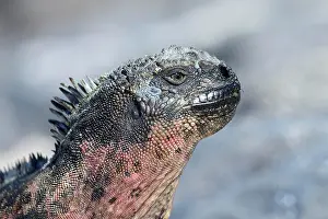 Amblyrhynchus: Marine iguana (Amblyrhynchus cristatus), Iguana