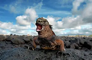 Shout: Marine iguana (Amblyrhynchus cristatus) is sitti