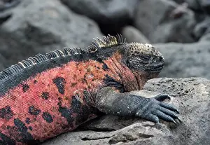 Ecuadorian: Marine iguana (Amblyrhynchus cristatus venustissimus)