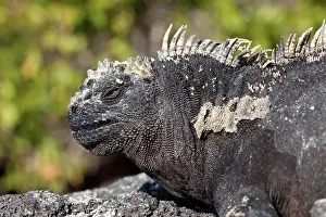 Iguanas: Marine iguana Amblyrhynchus cristatus Vulnerable IUCN Punta