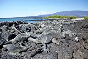 Iguanas: Marine iguana Amblyrhynchus cristatus Vulnerable IUCN Punta