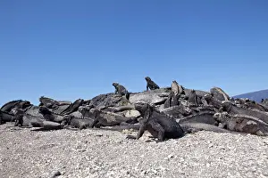 Iguanas: Marine iguana Amblyrhynchus cristatus Vulnerable IUCN Punta