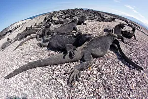 Iguanas: Marine iguana Amblyrhynchus cristatus Vulnerable IUCN Punta