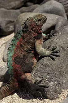 Espanola: Marine Iguana basking