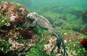 Amblyrhynchus: Marine Iguana - feeding underwater