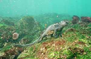 Amblyrhynchus: Marine Iguana - feeding underwater