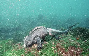 Amblyrhynchus: MARINE IGUANA - feeding underwater