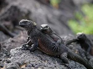 Amblyrhynchus: Marine Iguana - female with young on back