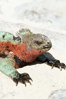 Geoff Trinder: MARINE IGUANA - HEAD AND FEET