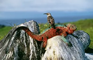 Nesomimus: Marine Iguana - With Hood (Espanola) with Island