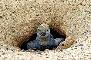Amblyrhynchus: Marine Iguana - in nesting area