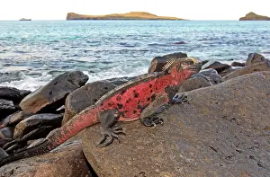 Amblyrhynchus: Marine Iguana - on rocks next to sea