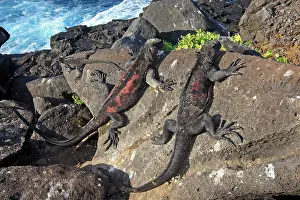 Amblyrhynchus: Marine Iguana - on rocks next to sea