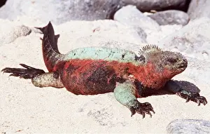 Temperature: MARINE IGUANA - ON SAND