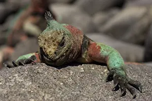 Espanola: Marine Iguana sleeping