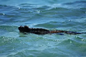 Fernandina: Marine Iguana swimming