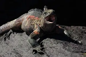 Espanola: Marine Iguana yawning