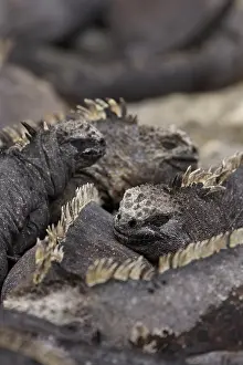 Fernandina: Marine Iguanas