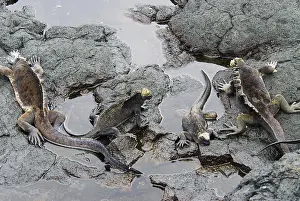 Tidepool: Marine iguanas