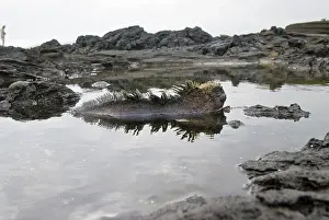 Tidepool: Marine iguanas