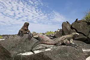Espanola: Marine iguanas