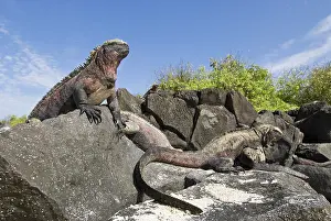 Espanola: Marine iguanas
