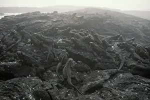 Iguanas: Marine Iguanas