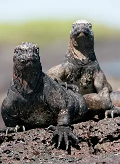 Galpagos: Marine iguanas (Amblyrhynchus cristatus) are sit