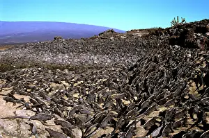 Amblyrhynchus: Marine iguanas - large group basking