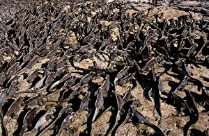 Numbers: Marine Iguanas - large numbers basking