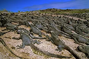 Amblyrhynchus: Marine iguanas - stretched out on beach, basking