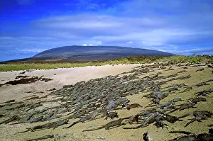 Amblyrhynchus: Marine iguanas - sunning themselves