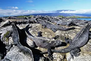 Amblyrhynchus: Marine Iguanas - sunning themselves on rocks