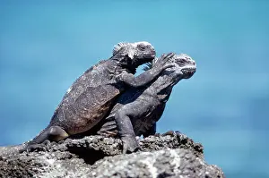 Amblyrhynchus: MARINE IGUANAS - two, on rock