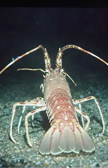 Lobster: MARINE LOBSTER