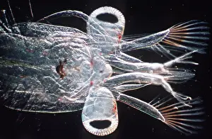 Crabs: MARINE PLANKTON - head of Crab larvae