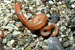 D. W. Greenslade: MARINE RIBBON WORM