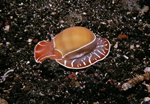 Asutralasian: Marine / Sea Moon SNAIL